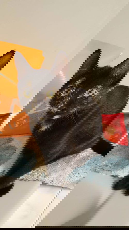 JANE