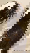 JANE