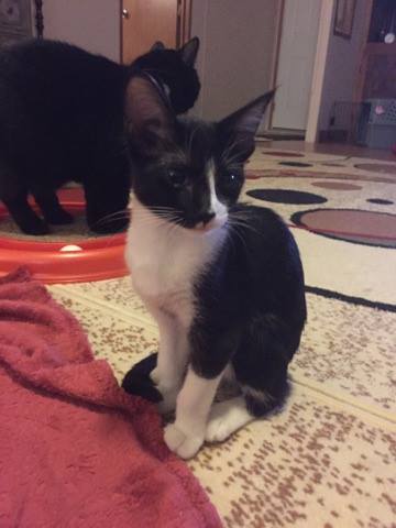 ZIVA