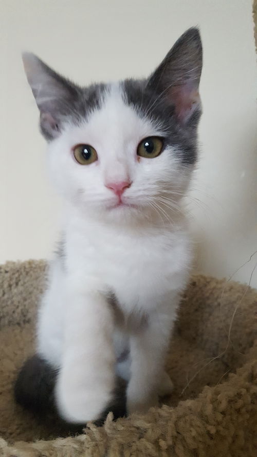 GEORGIA (kitten)