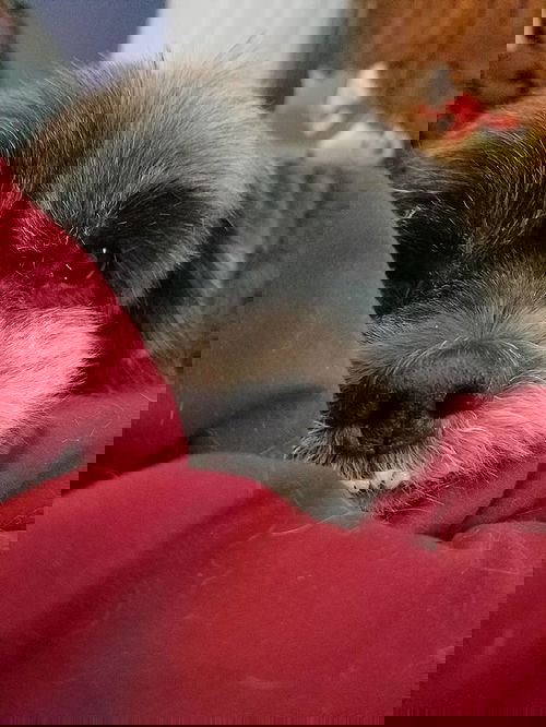 LACEY