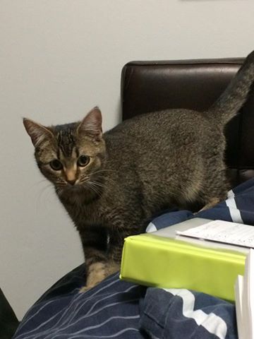 ZIVA