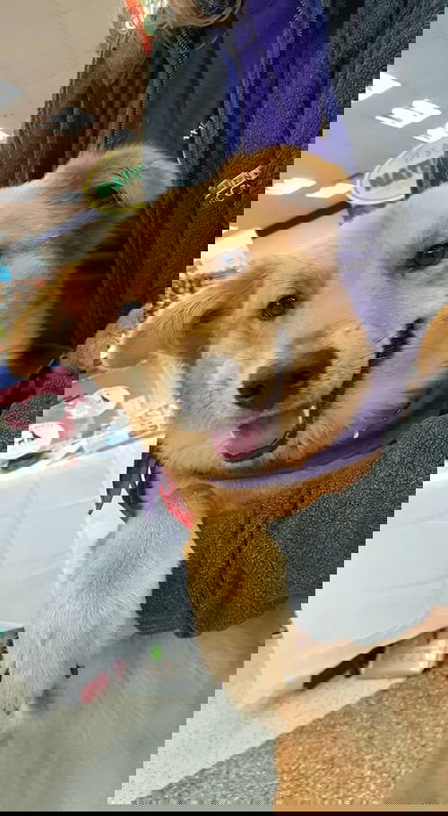 GINA