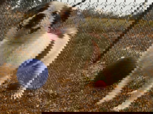 BAGEL