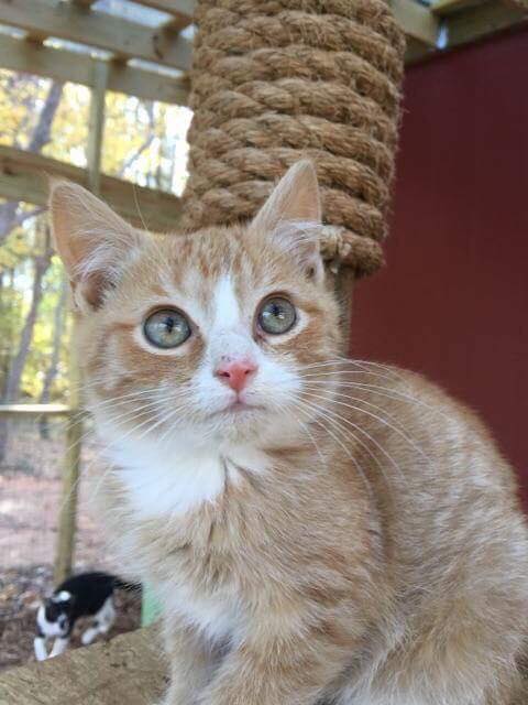 CARLOS