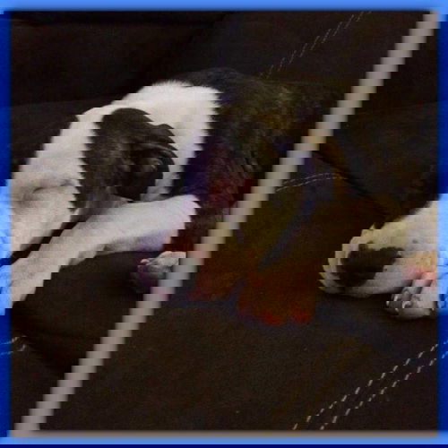 PATCHES