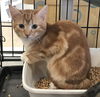 MARMALADE