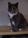 TABU