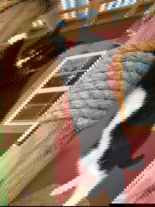 TACO