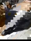 PANTHER