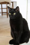 PANTHER