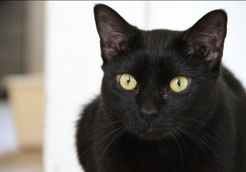 PANTHER