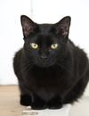 PANTHER