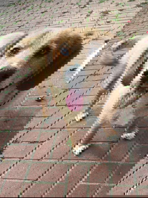 ELI