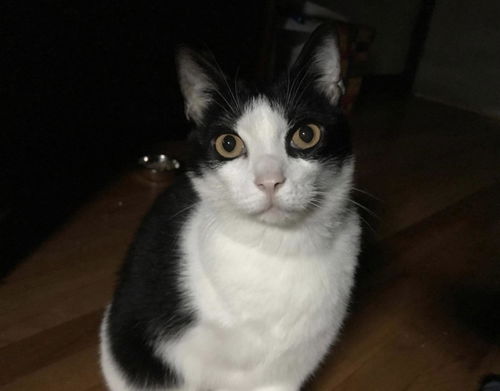 GIZMO
