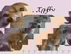 TAFFY
