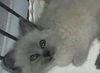 JASMINE (kitten)