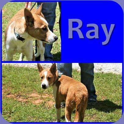 RAY