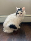 CHILI AKA CREAM
