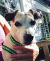 MAGGIE