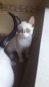 KAYA
