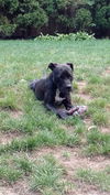 ZOEY