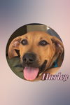 HARLEY