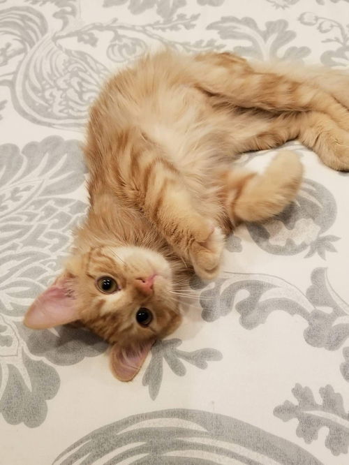 OLIVER