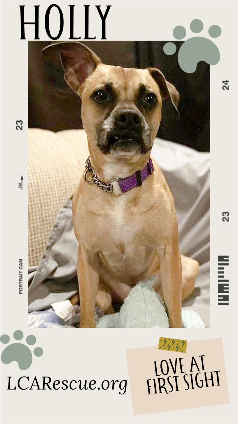 adoptable Dog in Woodbury, NY named HOLLY