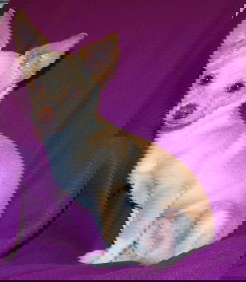 PEANUT