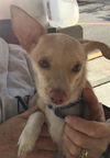 PEANUT