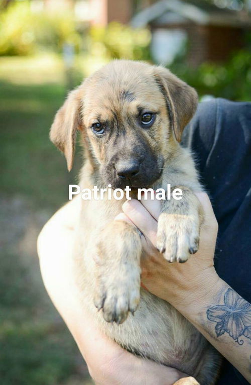 PATRIOT