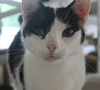 GEMMY