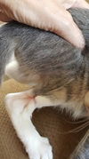 OLIVER