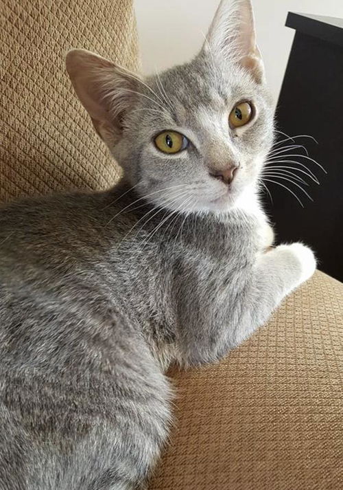 OLIVER