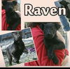 RAVEN