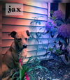 JAX