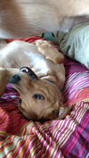 JAX