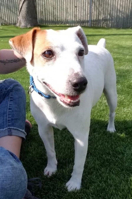 JAX (JRT)