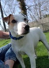 JAX (JRT)