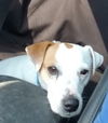 JAX (JRT)