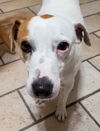 JAX (JRT)
