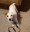 JAX (JRT)