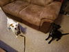 JAX (JRT)