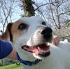 JAX (JRT)