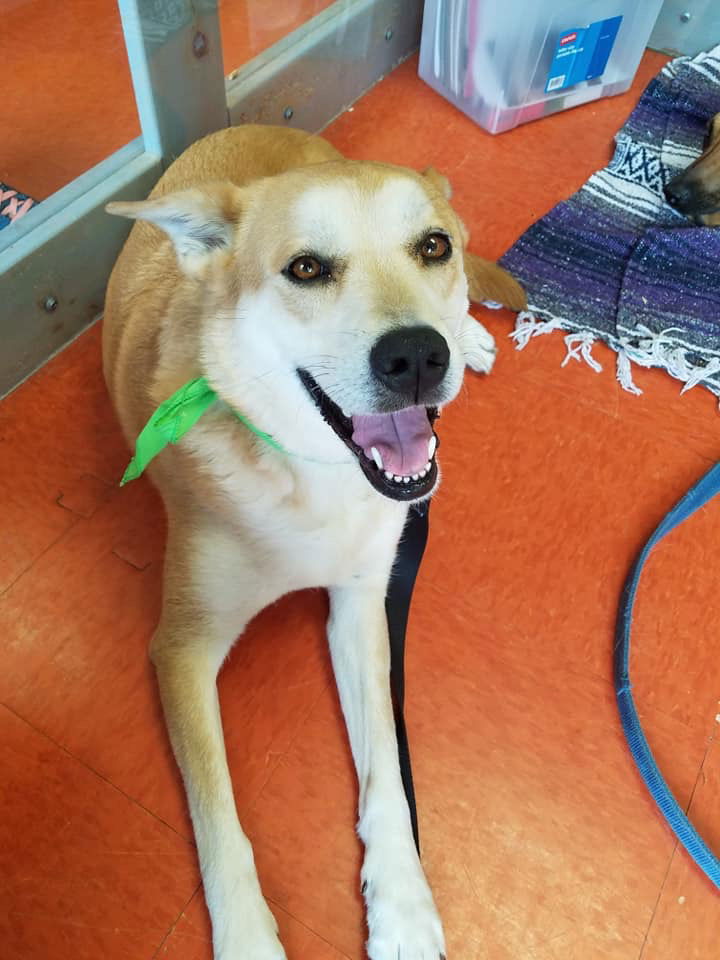 Shiba inu hot sale lab mix