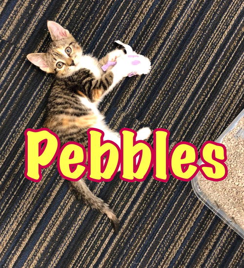 PEBBLES