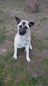 MAGGIE aka PUP PUP