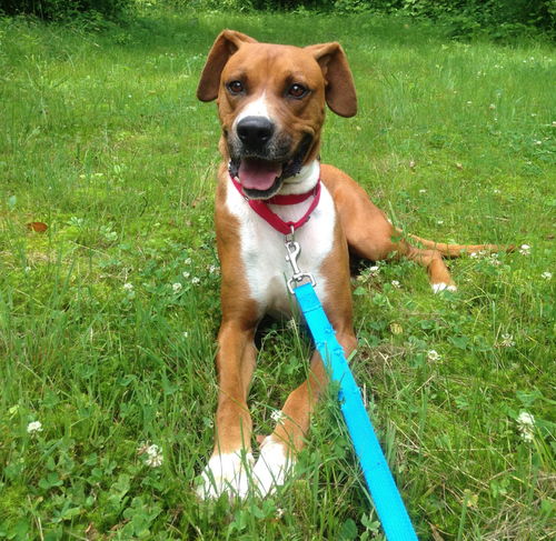 RED aka BOURBON