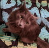 ZIVA